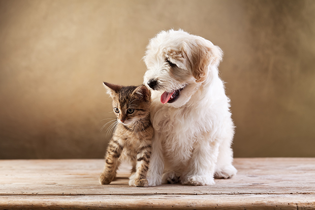 Pets: como criar cães e gatos em apartamentos?